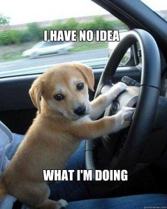 no-idea-what-im-doing-dog-driving