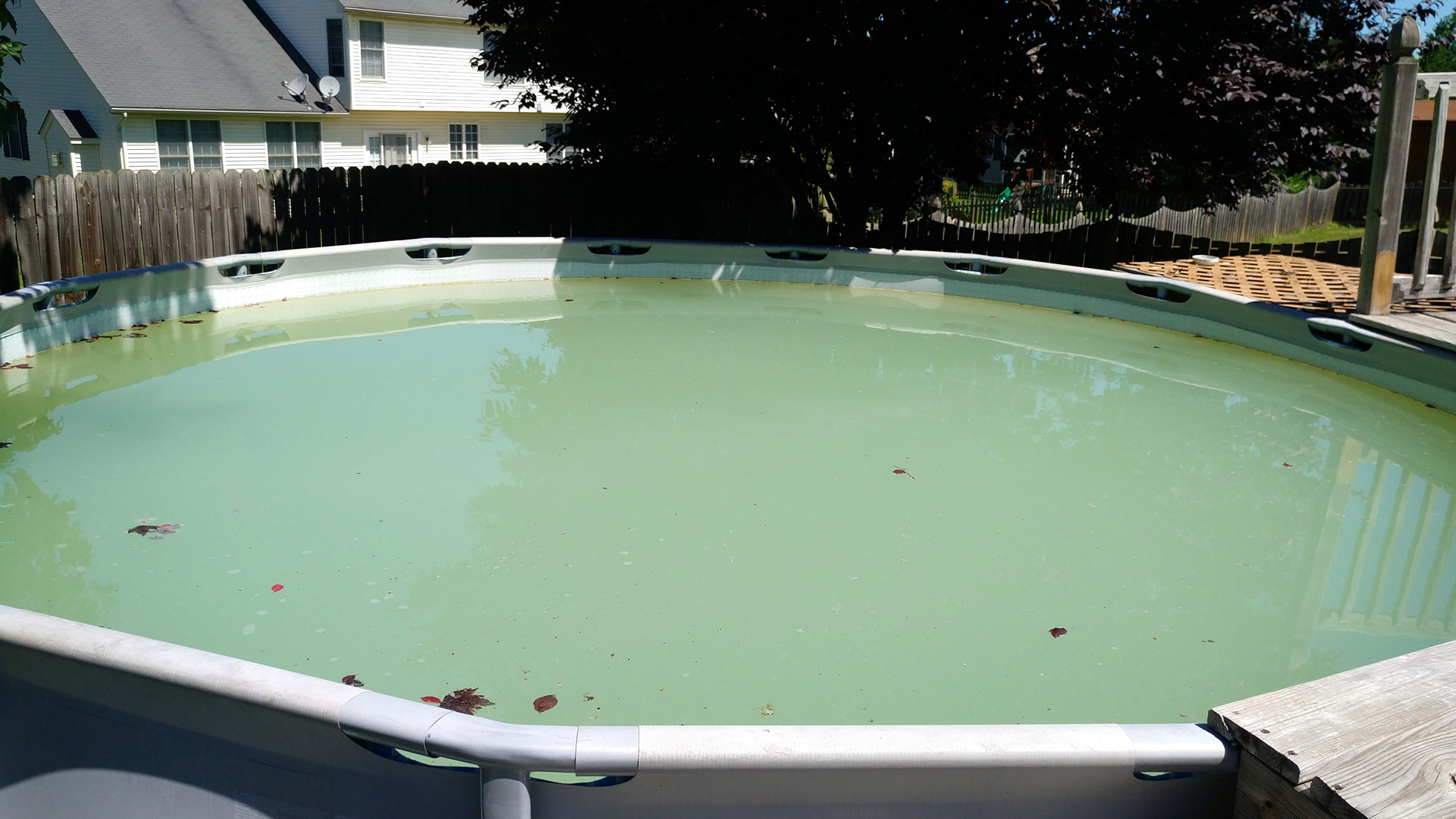 above ground pool water turned green